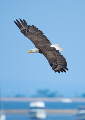 american bald eagle