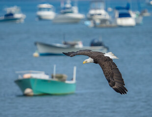 American Bald Eagle