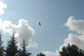 Solitary bird soaring in clear blue sky above pine trees and clouds