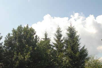 Lush green pine trees against a bright blue sky with puffy clouds