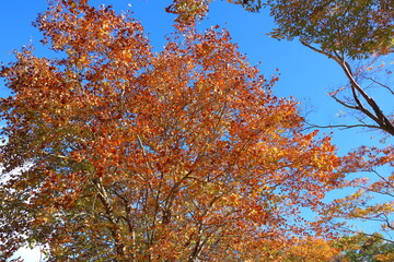 紅葉するアメリカスズカケノキ