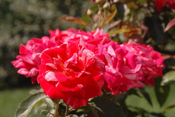 Vibrant red roses in bloom against lush greenery
