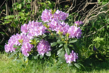 Vibrant purple rhododendrons bloom in lush green garden setting