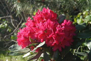 Vibrant pink rhododendron blossoms in sunlit garden setting