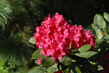 Vibrant pink azalea blossoms in sunlit garden setting