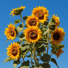 Radiant Sunflower in Full Bloom Against a Clear Blue Sky