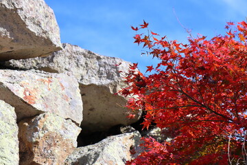 大きな岩と真っ赤な紅葉