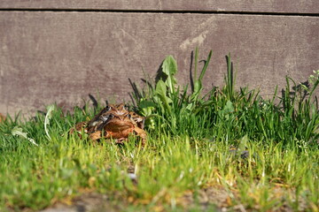 European brown frog (Rana temporaria) close up mating on spring garden.