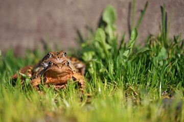 European brown frog (Rana temporaria) close up mating on spring garden.