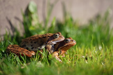 European brown frog (Rana temporaria) close up mating on spring garden.