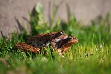 European brown frog (Rana temporaria) close up mating on spring garden.