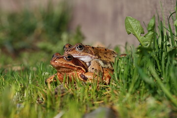 European brown frog (Rana temporaria) close up mating on spring garden.