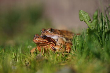 European brown frog (Rana temporaria) close up mating on spring garden.