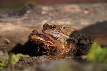 European brown frog (Rana temporaria) close up mating on spring garden.