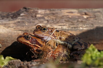 European brown frog (Rana temporaria) close up mating on spring garden.