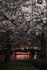 屋形船と桜