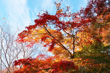 グラデーションの紅葉