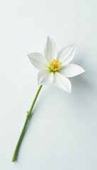 Obraz premium A single white flower on a blank white background, elegance, minimalism, white