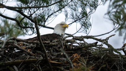 Bald Eagle Nest