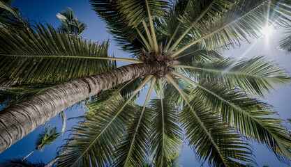 Obraz premium Palm Tree View from Below on a Sunny Day