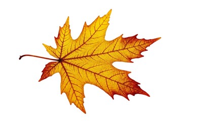 Obraz premium Isolated Yellow Autumn Leaf Still Life Detailed Texture Close-up