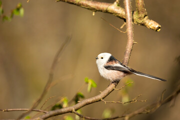 A long-tailed tit sitting on a branch