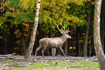 A beautiful young deer walks in the autumn forest on a sunny day.