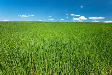 Minimalist view of a field with green cereal and white clouds on a blue sky