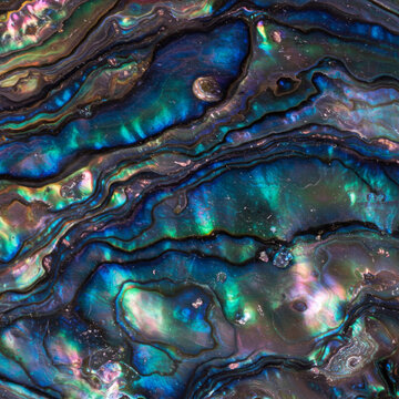 Close-up of Iridescent Abalone Shell Texture