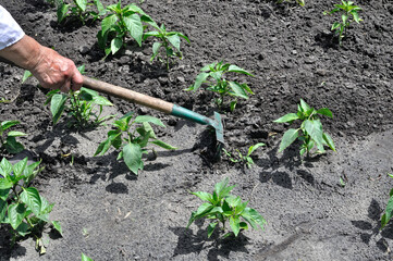 gardener raking of pepper plantation - seasonal work in the vegetable garden