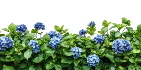 Vibrant Hydrangea Border