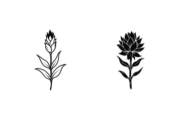 Safflower Flower Illustrations In Black And White For Botanical Designs