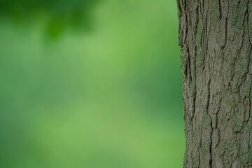 Close-up tree trunk, blurred green foliage background
