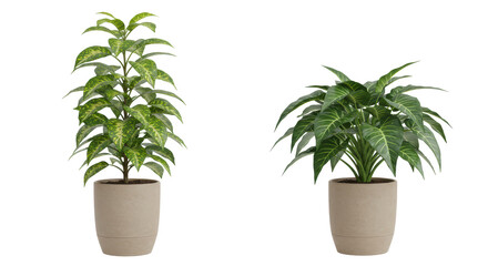 Isolated Two Potted Plants