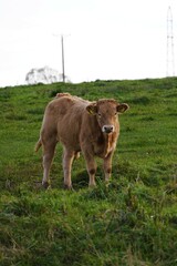 A young, light-brown calf with ear tags stands in a green, grassy pasture under a bright sky
