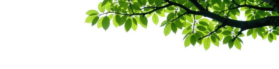Branches of a tree isolated on white background, green, tree, isolation