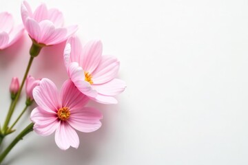 Fototapeta premium Soft pastel pink flowers on a white background, perfect for spring designs, floral, wallpaper
