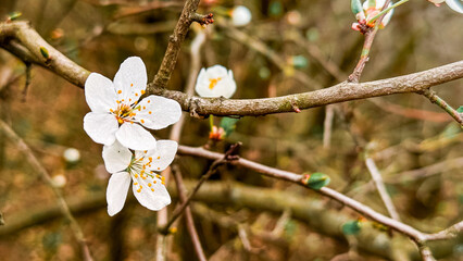 Serene and picturesque background featuring blooming sakura, cherry blossoms in full glory. Springtime concept.