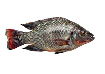 Fototapeta premium Tilapia fish on white background