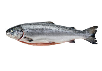 Obraz premium Whole salmon isolated on white