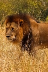 Majestic lion standing in tall grass in the african savanna