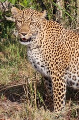 Leopard standing in the savannah showing teeth