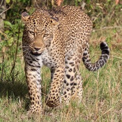 Leopard walking in the African savanna looking for preys