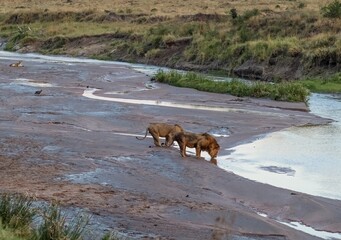 Fototapeta premium Lions drinking at river in Maasai Mara National Reserve, Kenya