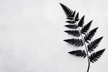 Naklejka premium Black Fern on White Background - Single black fern frond against a white backdrop. Elegant, minimalist nature . Perfect for design projects