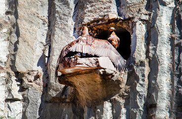 A steppe eagle sitting on a rock and covering the entrance to the nest with its wings on a clear...