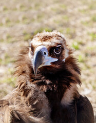 The head of a black vulture with sharp eyes and a sharp beak on a clear sunny day. Birds, ornithology, ecology.