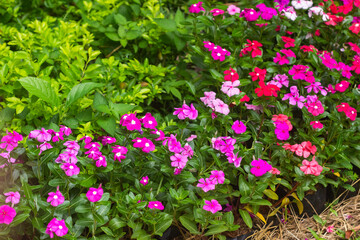 Fototapeta premium flower bush