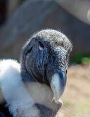 The head of an Andean condor with sharp eyes and a sharp beak on a clear sunny day. Birds,...