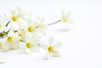 Obraz premium bunch of white flowers that are flying in the air